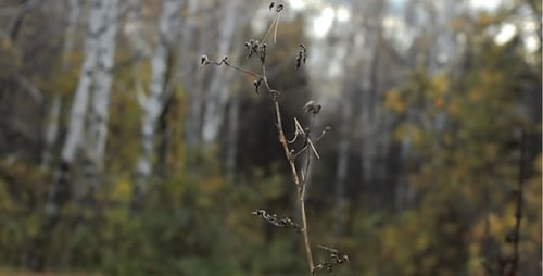 Feuilles d'automne bruissant dans le vent (Bokeh) 3