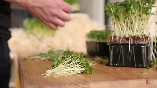 The Female Gardener Is Sorting the Seedlings of Some Vegetable on the Table