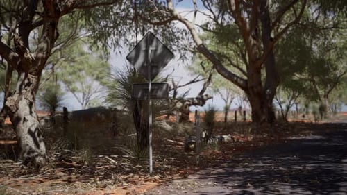Outback Road with Dry Grass and Trees