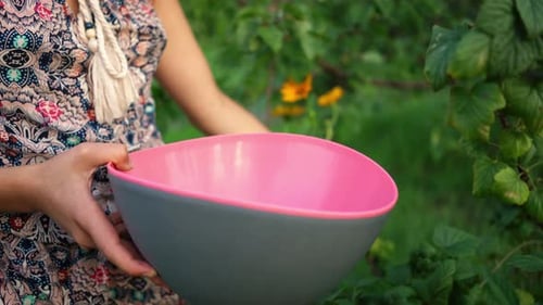 Woman Harvesting Fresh Berries into Bowl Outdoors