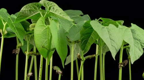Green Beans Growing on Black Background