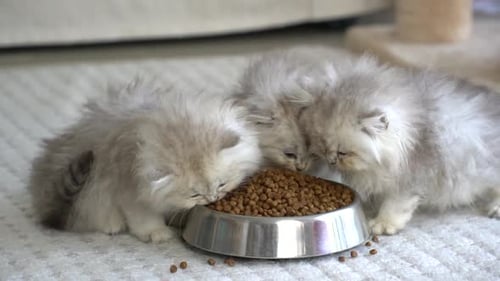 Three Fluffy Kittens Eat from a Bowl