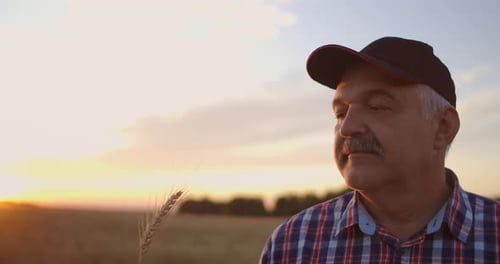 An Elderly Farmer Man in a Shirt and Baseball Cap Stands in a Field of Cereal Crops at Sunset and