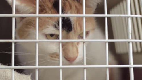 Calico tortoiseshell rescue cat in a cage looking sad