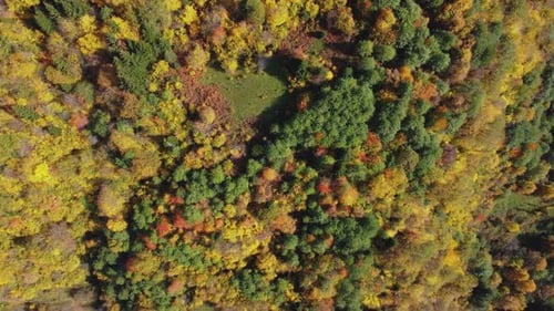 Autumn in the mountain forest. Autumn colors in forest aerial view.