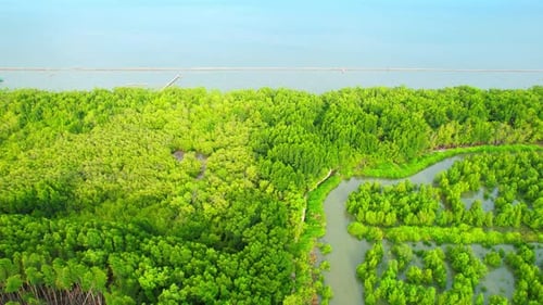 4K : Aerial view over beautiful mangrove forest. mangroves along the coastline
