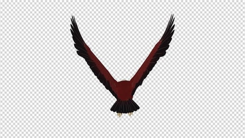 Brahminy Kite - Boucle volante 4K - Vue arrière