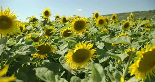 Sunflower Field 04