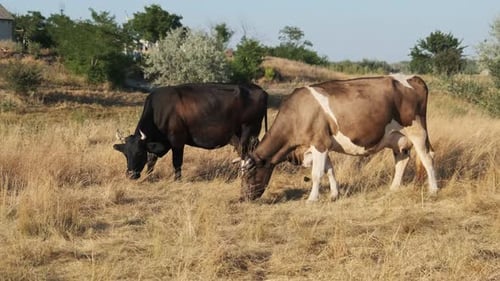 Two Cows Grazes on a Meadow in the Setting Sun