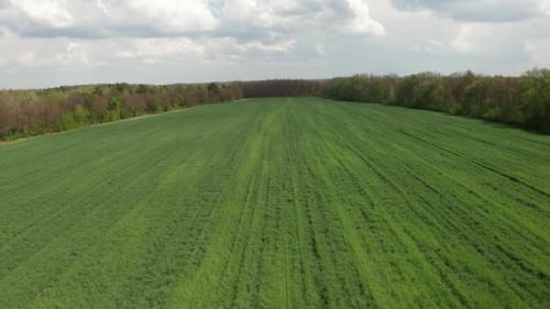 Spannen Sie über das Feld, auf dem grüne Sämlinge von Weizen, Mais oder Zhita gepflanzt wurden