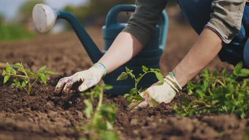 Bauernhände pflanzen Tomatensämling zum Boden