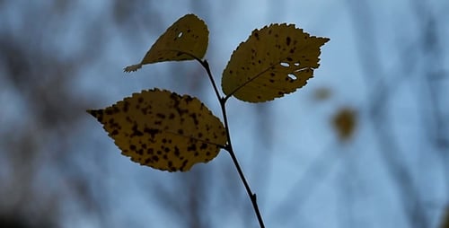 Autumn Leaves Rustling In The Wind 14