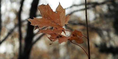 Autumn Maple Leaf Hanging on Branch