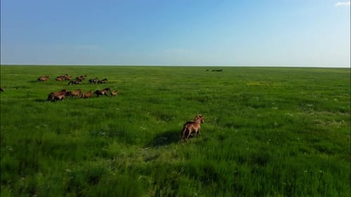 Des chevaux sauvages qui courent des Mustangs sauvages courent sur la magnifique poussière d'herbe verte sous les sabots