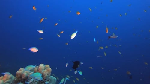 Tropical Underwater Reef