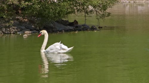 Einsamer Schwan schwimmt im Green Lake und seine Reflexion im Wasser