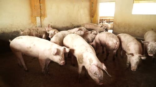 Pig farm with many pink pigs