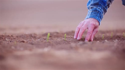 Agriculture - Farmer Examining Young Corn Growing at Agricultural Field
