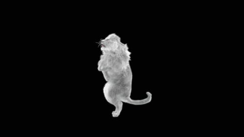 64 Lion blanc dansant HD