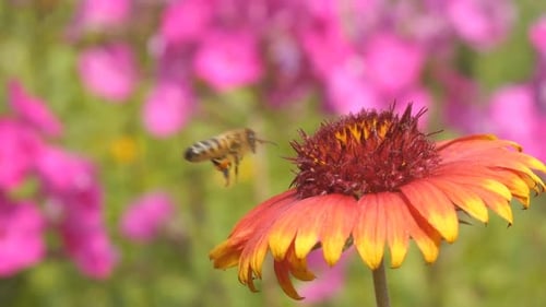 Bee & Flowers