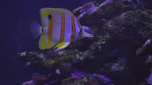 Striped Fish Swimming in Aquarium