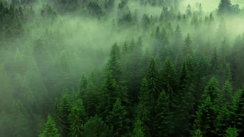 Fog Mist Pine Tree Forest Nature Magic Mountains