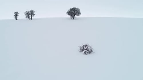 Lonely Trees In Winter