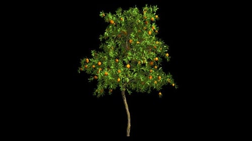 Orange Tree