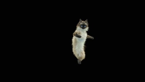Katze tanzt HD
