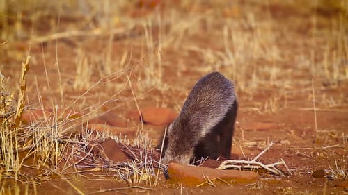 Honey badger in Kruger National park, South Africa