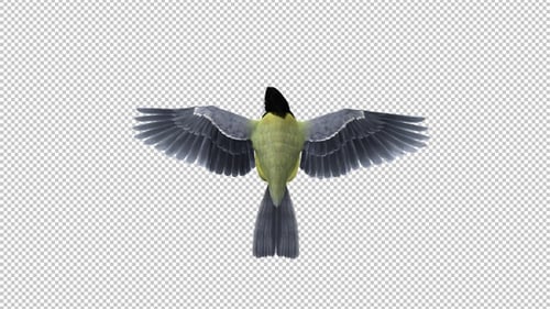 Yellow Titmouse Bird - Flying Loop - Back Top