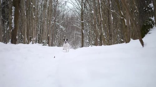 Joven perra corriendo en la nieve en el bosque invernal del país de las maravillas. Cámara lenta