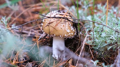 Toadstool mushroom in the forest in autumn