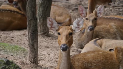 Deer Resting in the Forest