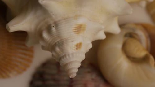 Rotating stock footage shot of sea shells - SEA SHELLS 009