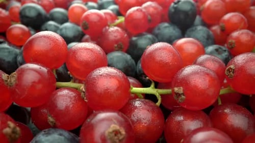 Close Up of Red Currants and Blueberries