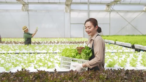 4K Asian woman gardener harvesting and carrying vegetable crate walking in greenhouse garden.