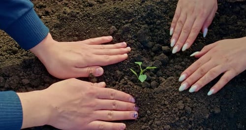 Man and Woman are Planting Small Tree Pressing Soil Closeup View of Hands on Ground Prores