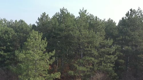 Forest of evergreen trees by early morning 4K drone video