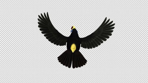 Toucan - I - White Throated - Flying Loop - Back View