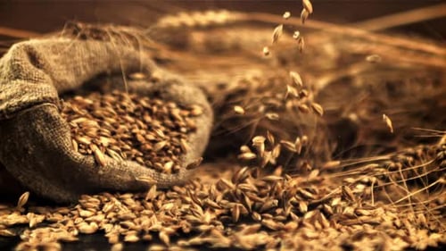 Super Slow Motion of Barley Grains Fall on the Table