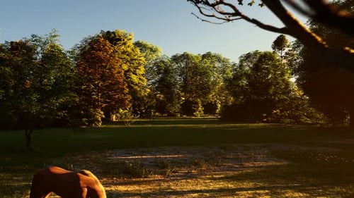 Caballo y naturaleza