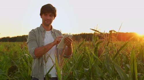 Farmer or Agronomist Uses a Tablet in a Corn Field Against the Background of Sunset