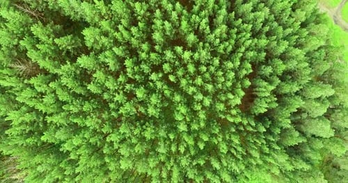 A bird's-eye view of the forest.