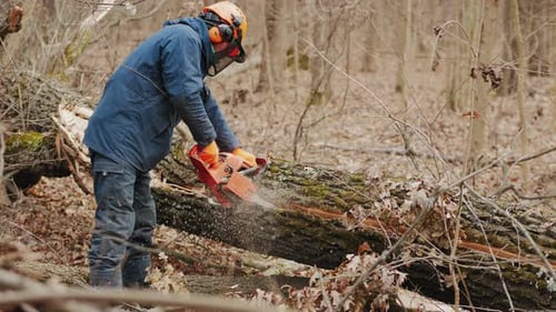 Arbeiter schneidet im Herbstwald mit einer Kettensäge einen gefällten Baumstamm