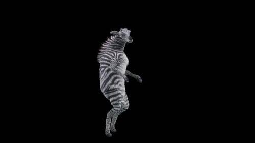 Dancing Zebra Realistic Animation