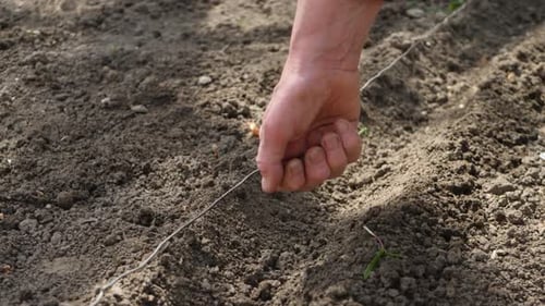Hand Plants Seeds in the Dirt