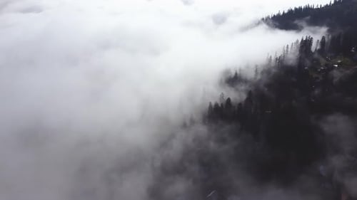 Cloud and forest aerial view
