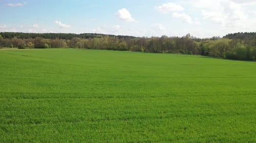 Langsamer Flug über ein grün gesätes Feld