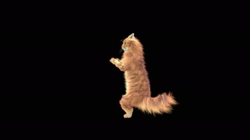 Katze 4K